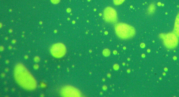 Polymer Fluorescent Microscopy